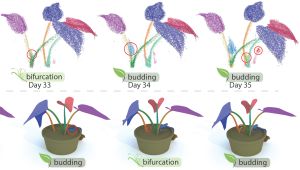 grow analysis