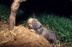 Image:Palestine Mole-rat 1.jpg